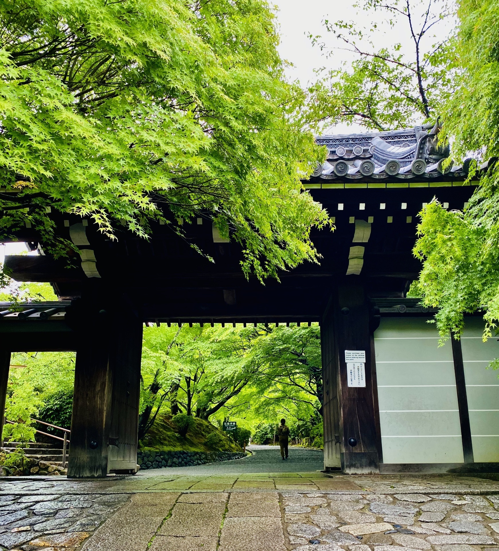 新緑の龍安寺撮影: 京の空、山々、光と花々